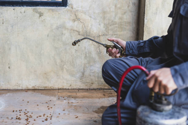 Best Affordable Pest Control Services  in White City, UT